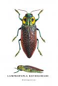 lampropepla rothschildi